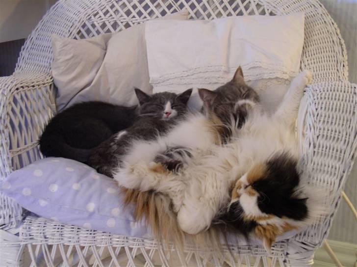 Blanding af racer GURLI billede 10