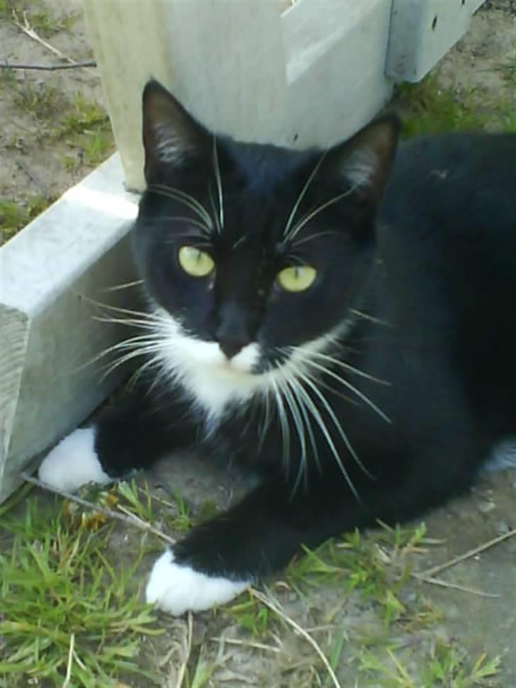 Huskat Bella - en lille akrobat heh . :) billede 1