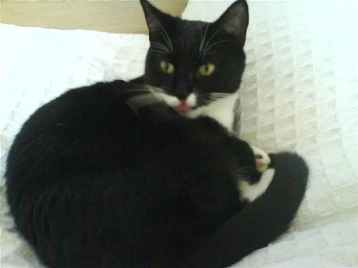Huskat Bella - hun rækker tit tunge af mig hehe . :) billede 2