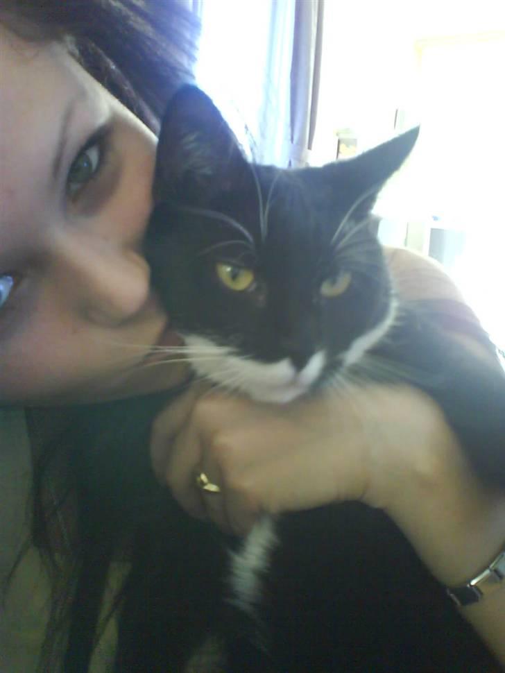 Huskat Bella - hun elsker at blive fotograferet  billede 4