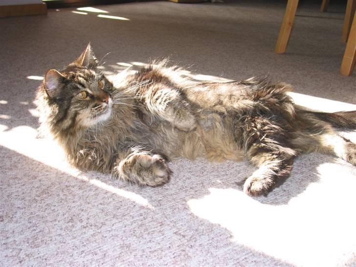 Maine Coon Mikkel - R.I.P 1995-08 - det sidste billede jeg fik taget af Mikkel missen <3 billede 1