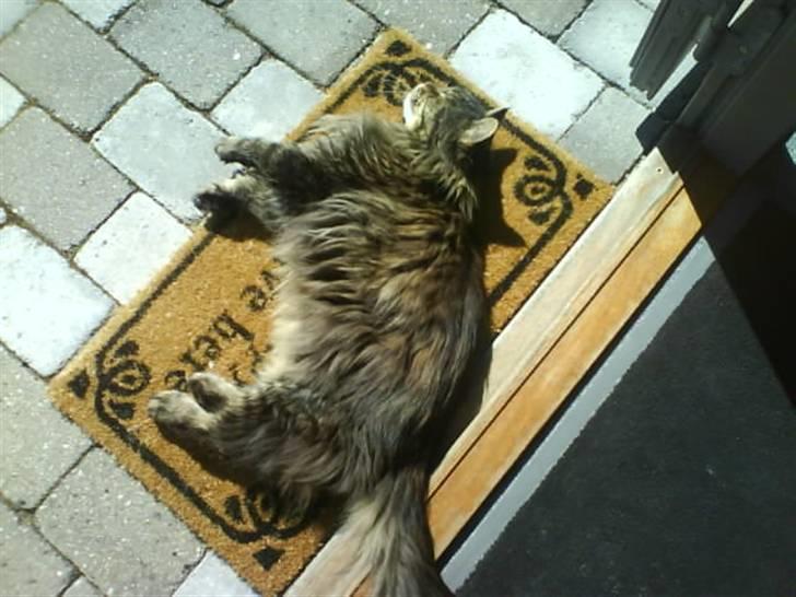 Maine Coon Mikkel - R.I.P 1995-08 - slikker sol aaargh billede 2