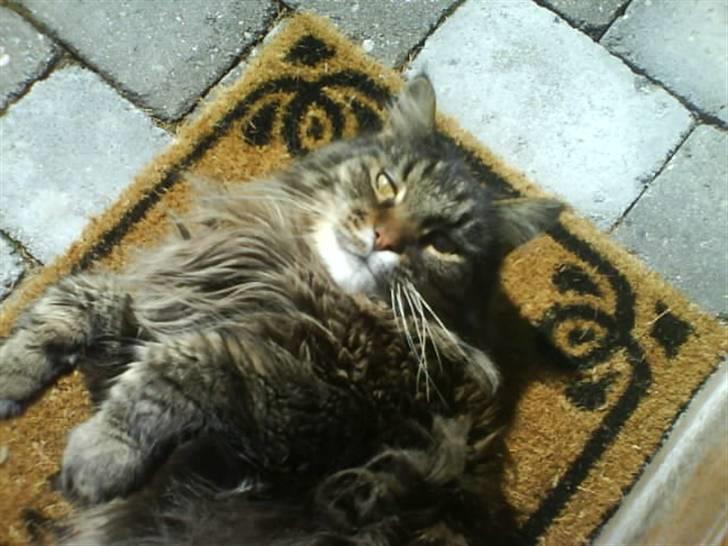 Maine Coon Mikkel - R.I.P 1995-08 - hov der var du da lige er jeg ikk fin? billede 3