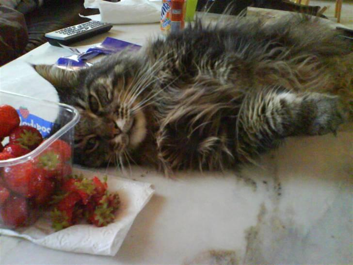 Maine Coon Mikkel - R.I.P 1995-08 - de der jordbær ser lækre ud :) billede 4