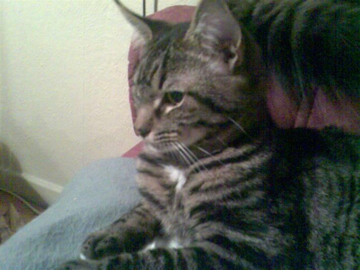 Blanding af racer Cheetah  (hjemme igen) billede 14