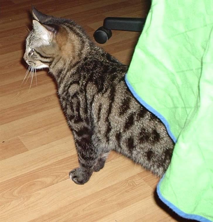 Blanding af racer Cheetah  (hjemme igen) billede 15