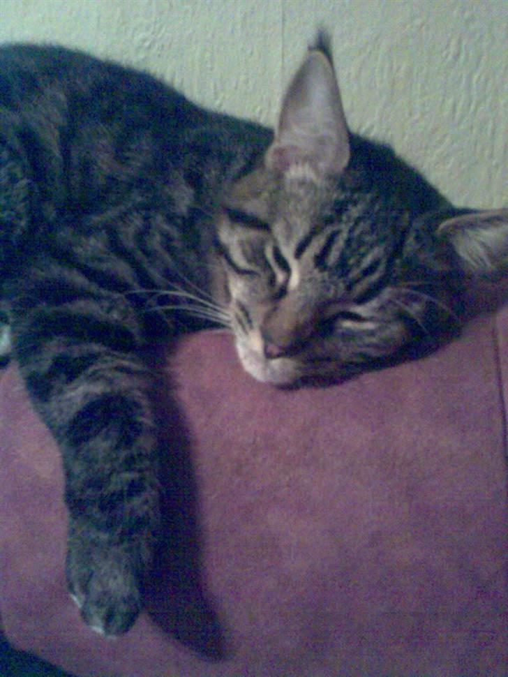 Blanding af racer Cheetah  (hjemme igen) billede 16