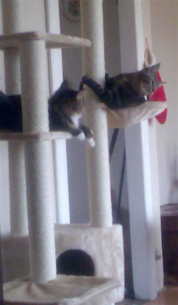 Blanding af racer Cheetah  (hjemme igen) billede 17