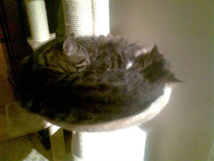 Blanding af racer Lindsay * flyttet* billede 14