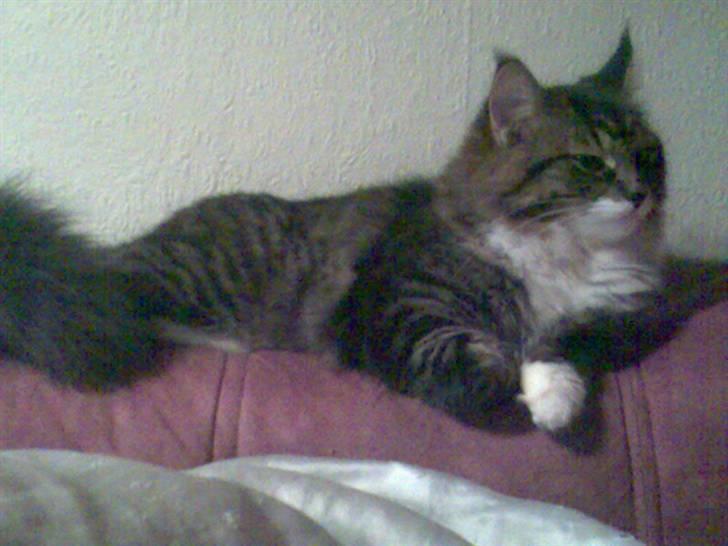 Blanding af racer Lindsay * flyttet* billede 15