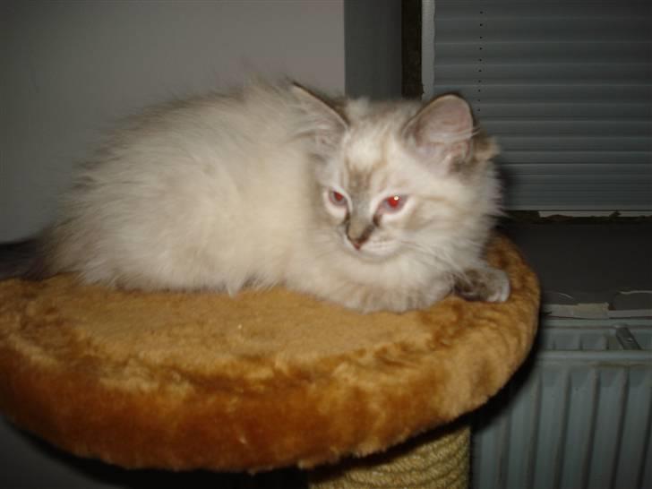 Ragdoll Lia billede 1