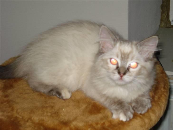 Ragdoll Lia billede 2