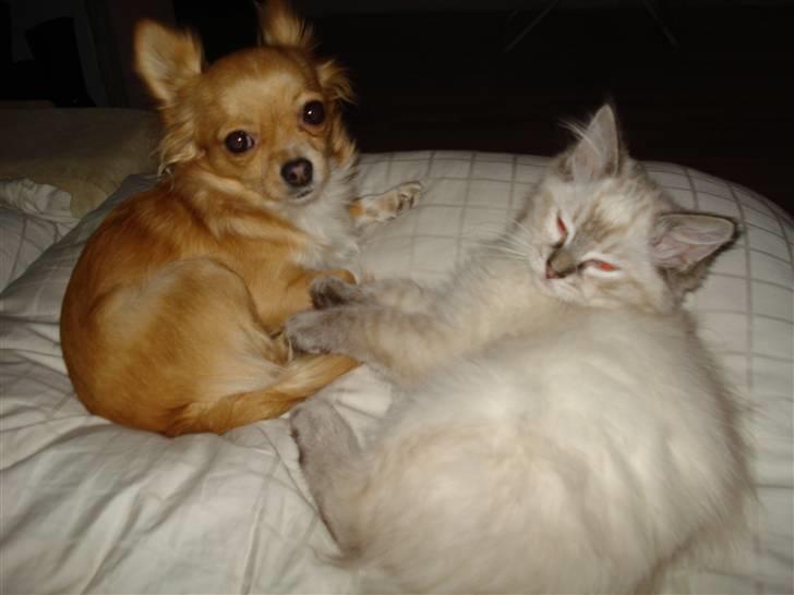 Ragdoll Lia billede 3