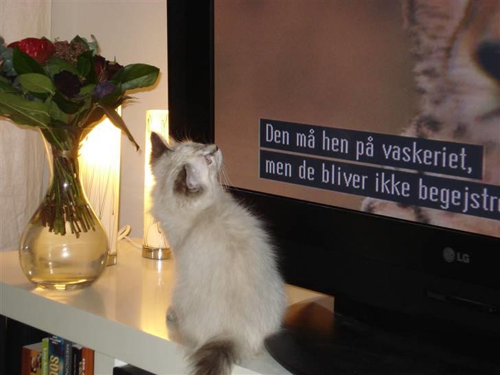 Ragdoll Lia - Lia ser Animal Planet:) billede 4