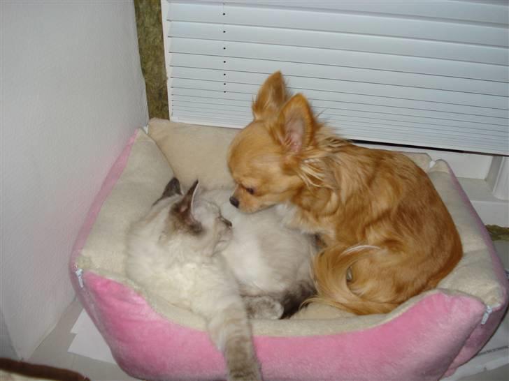 Ragdoll Lia billede 5