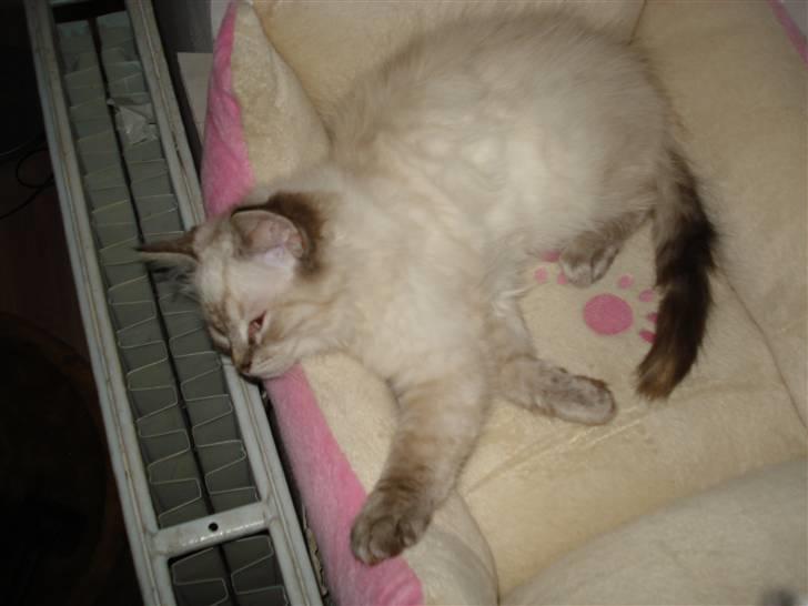 Ragdoll Lia - Lia ligger og koger over radiatoren.  billede 6