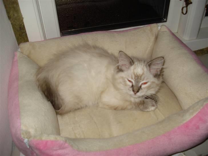 Ragdoll Lia billede 7