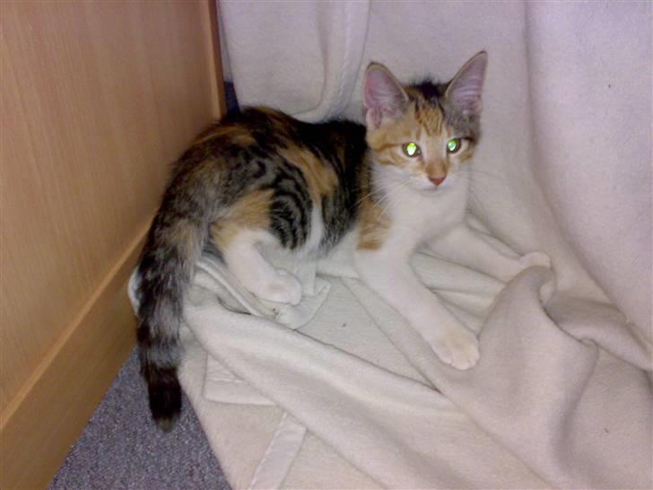 Blanding af racer sille billede 1