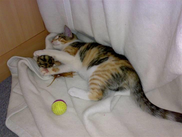 Blanding af racer sille billede 2