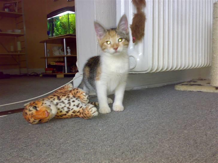 Blanding af racer sille billede 3