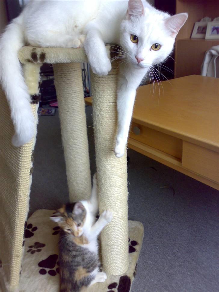 Blanding af racer sille billede 4