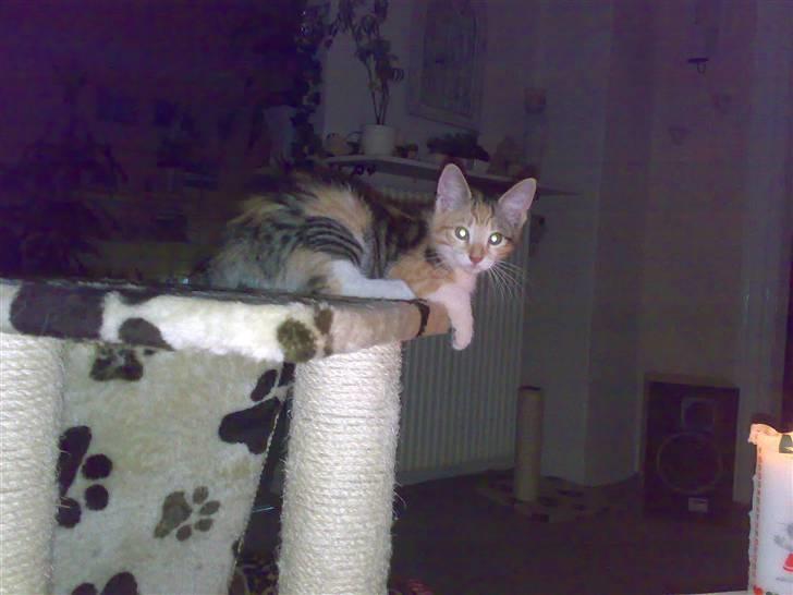 Blanding af racer sille billede 5