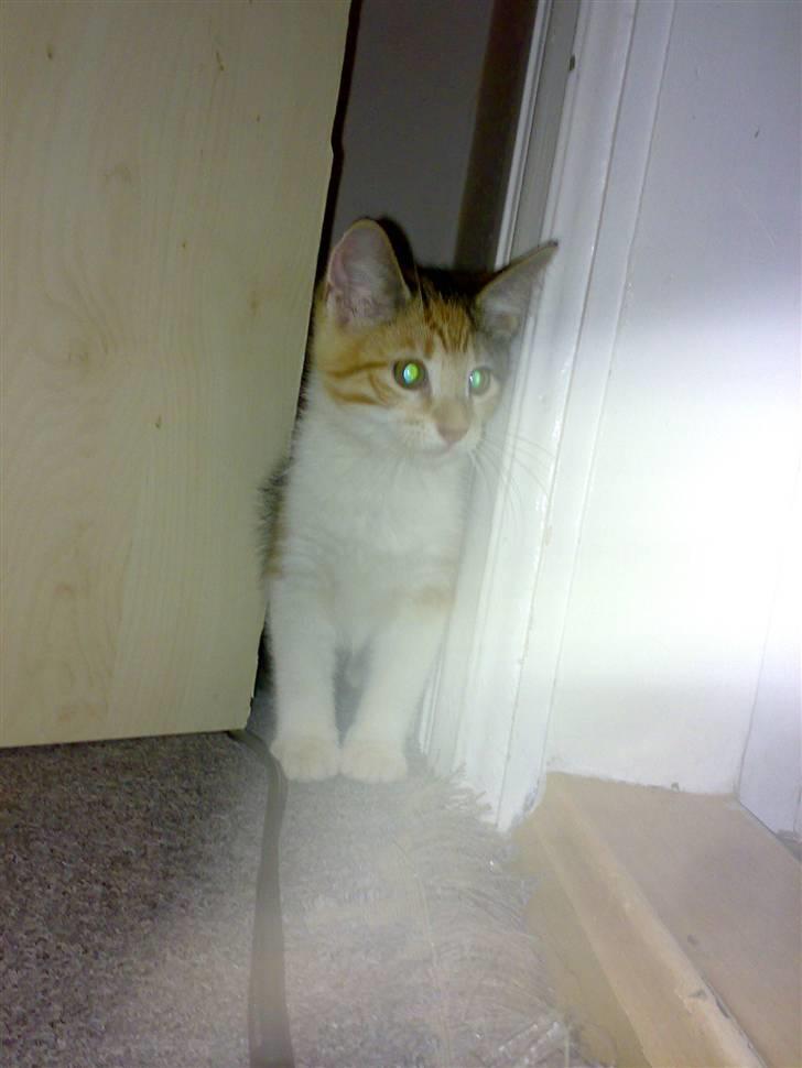 Blanding af racer sille billede 6