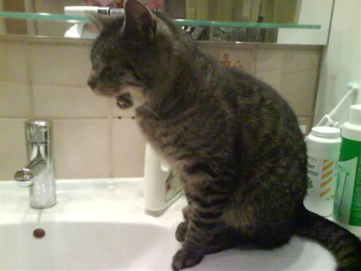 Huskat Kåre | Solgt. - Hjælppp ! En .... Hmm Mus eller sådan noget billede 1