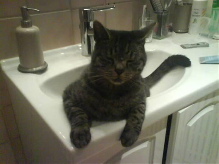 Huskat Kåre | Solgt. - Så sidder man så her,... <3 billede 2