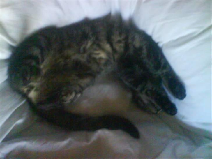 Huskat Kåre | Solgt. - Soveee !  billede 3