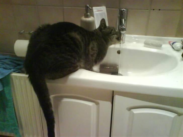 Huskat Kåre | Solgt. - Vand ... Dejligt..  billede 4