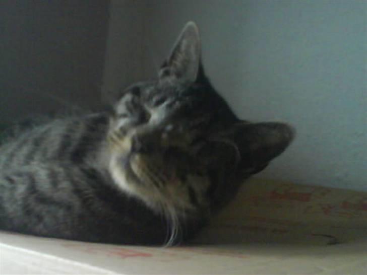 Huskat Kåre | Solgt. - Hejsa...<3 billede 5