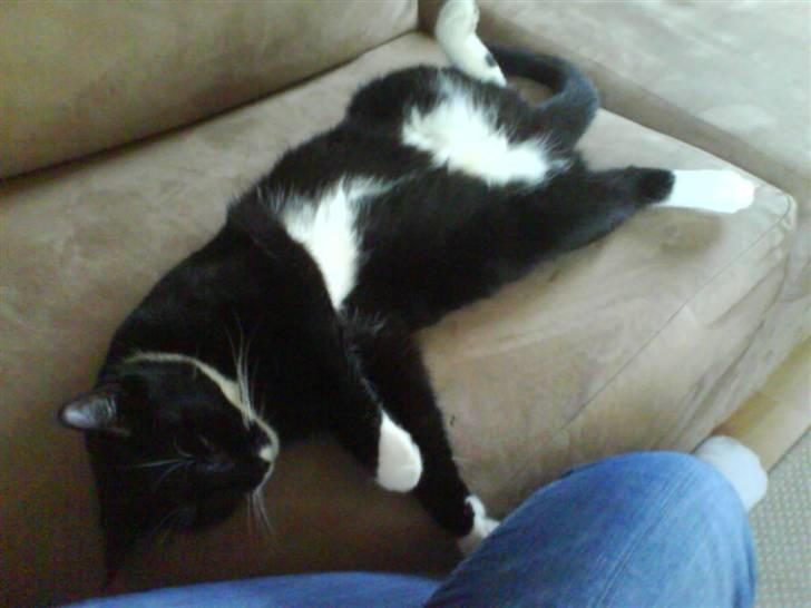 Huskat Bella - Man ligger sååå godt på denne måde.. billede 5