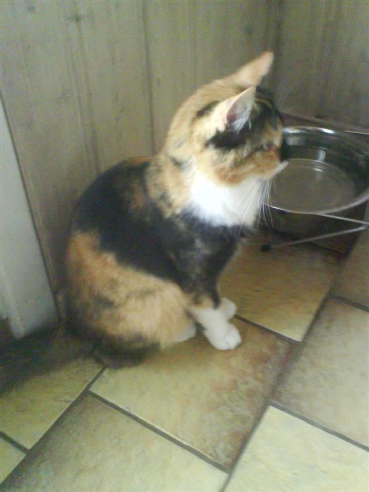 Blanding af racer Dina billede 4