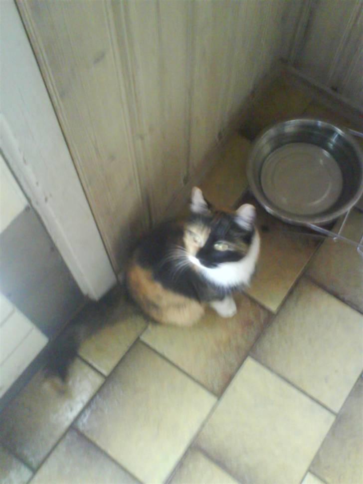 Blanding af racer Dina billede 5