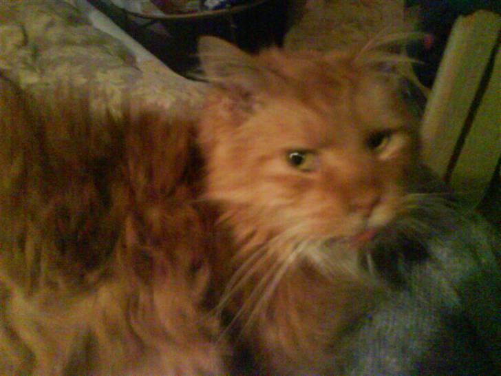 Maine Coon Bongo billede 9