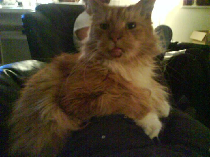 Maine Coon Bongo billede 10