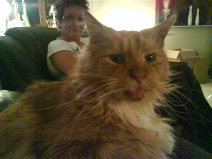 Maine Coon Bongo billede 11