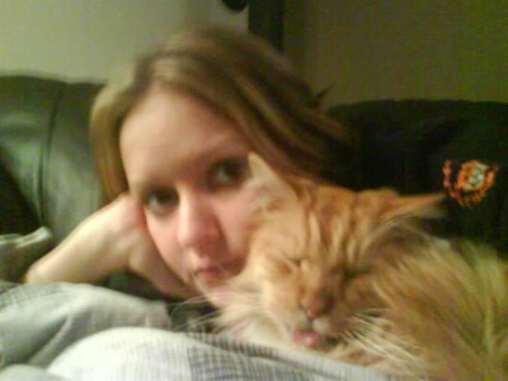 Maine Coon Bongo billede 12