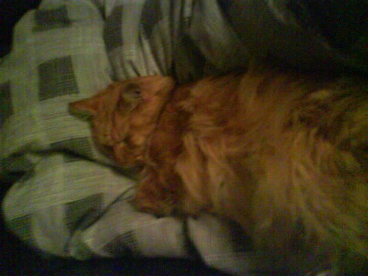 Maine Coon Bongo billede 13