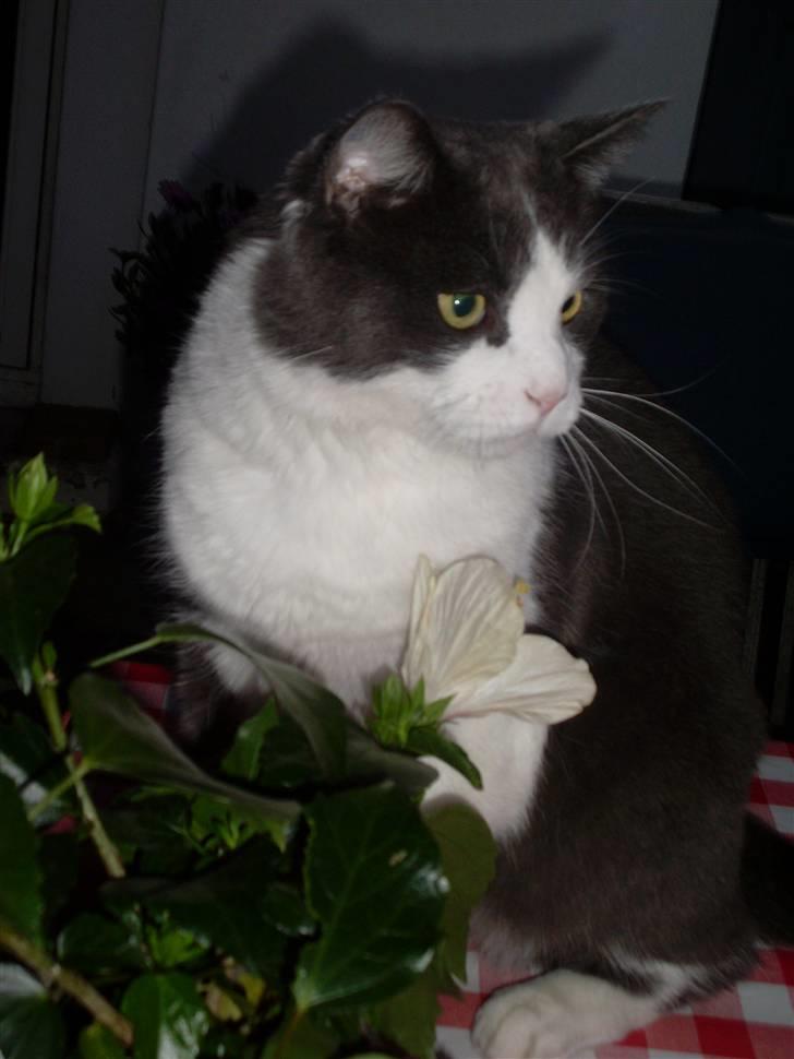 Blanding af racer tommads<3 - You so beutefull! billede 1