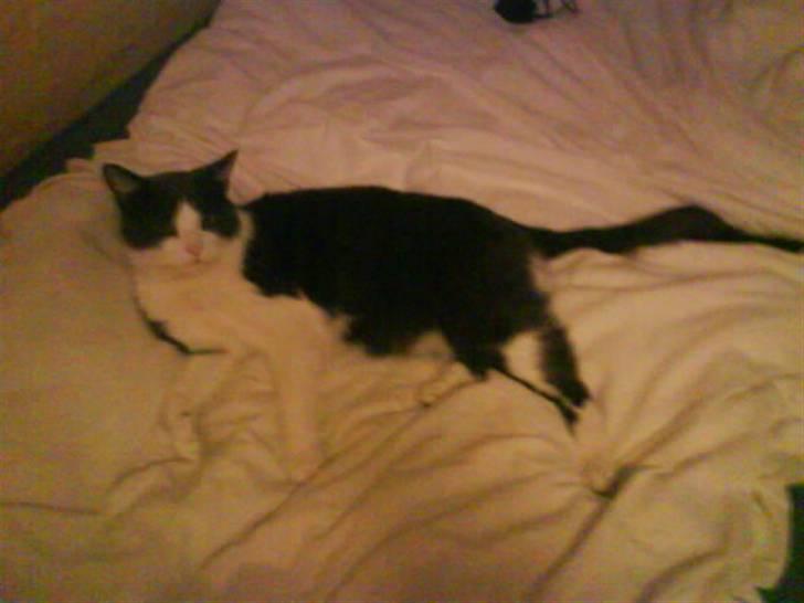 Blanding af racer tommads<3 - skønt!;) billede 2