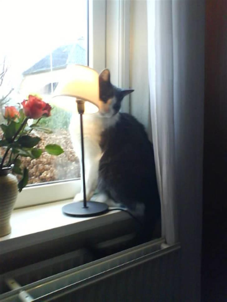 Blanding af racer tommads<3 - og min vindueskam er så dejlig, man har udsigt over næsten hele vejen:D og når en fugl kommer er jeg klar:) billede 3