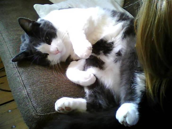 Blanding af racer tommads<3 - <33 billede 4