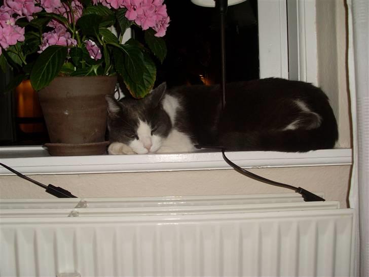 Blanding af racer tommads<3 - Hans elskede vindueskam:) billede 5