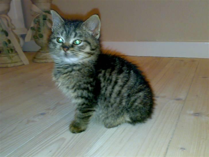 Blanding af racer ''Hugh Hefner'' billede 10