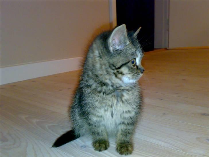 Blanding af racer ''Hugh Hefner'' billede 11