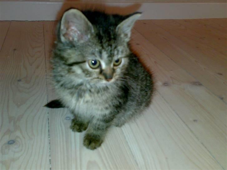 Blanding af racer ''Hugh Hefner'' billede 12