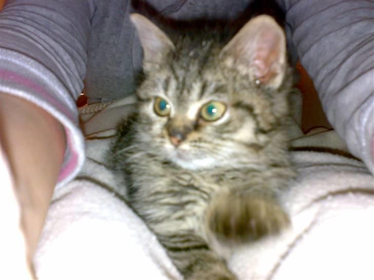 Blanding af racer ''Hugh Hefner'' billede 13