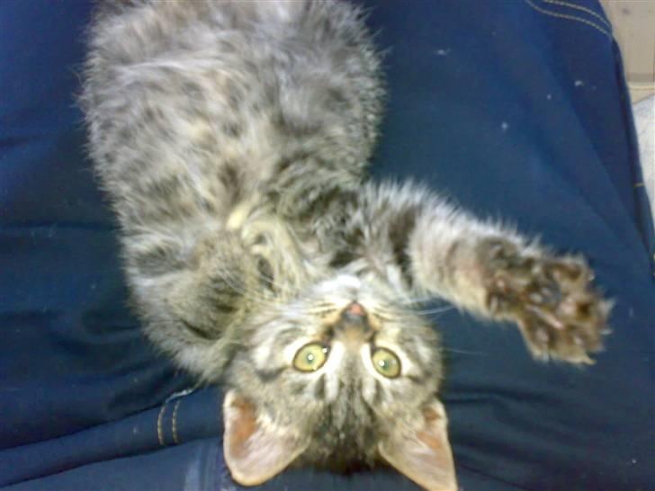 Blanding af racer ''Hugh Hefner'' billede 14